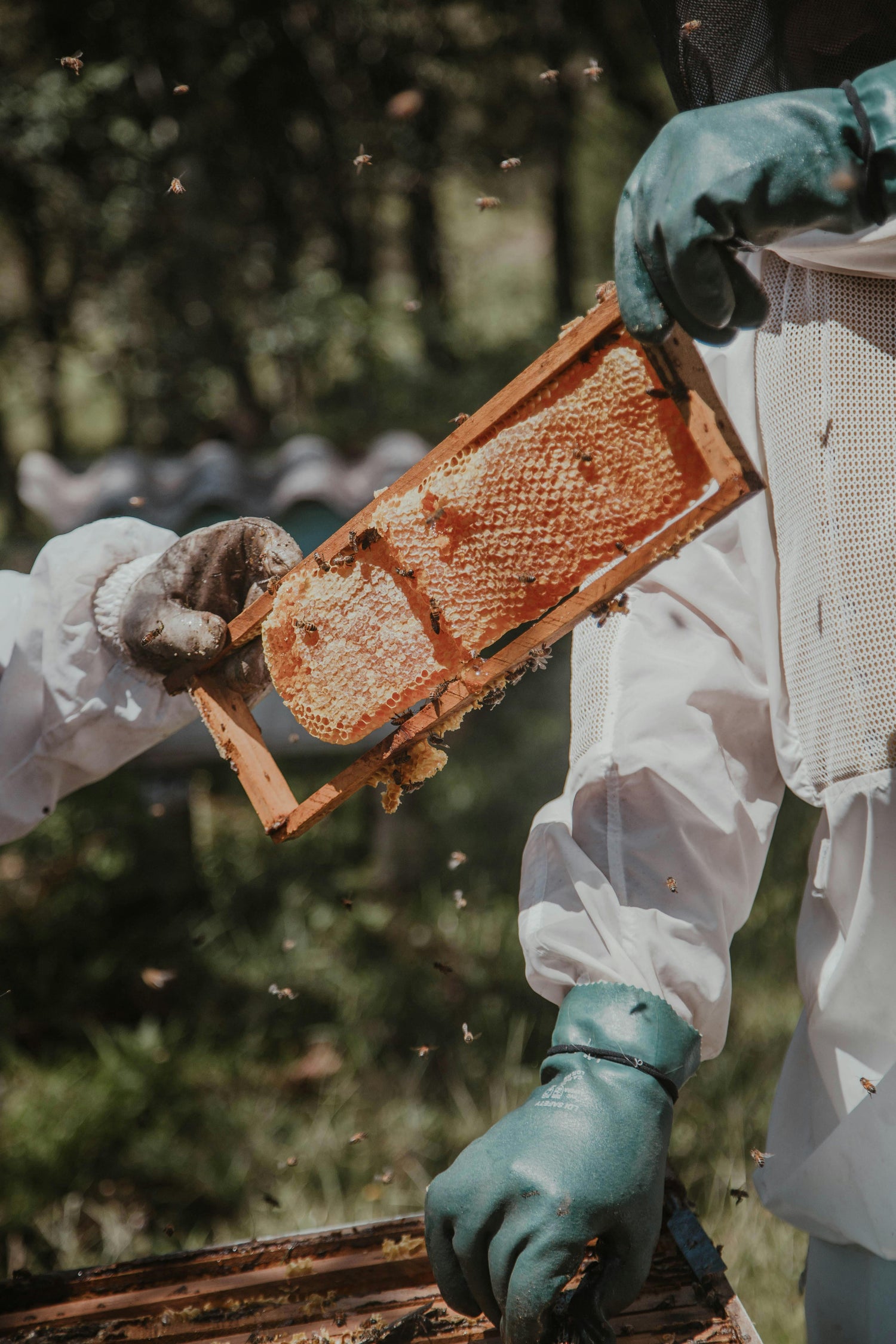 Miel de abeja